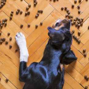 Picture for category Dog Food